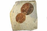 Two Fossil Leaves (Zizyphoides & Davidia) - Montana #199547-1